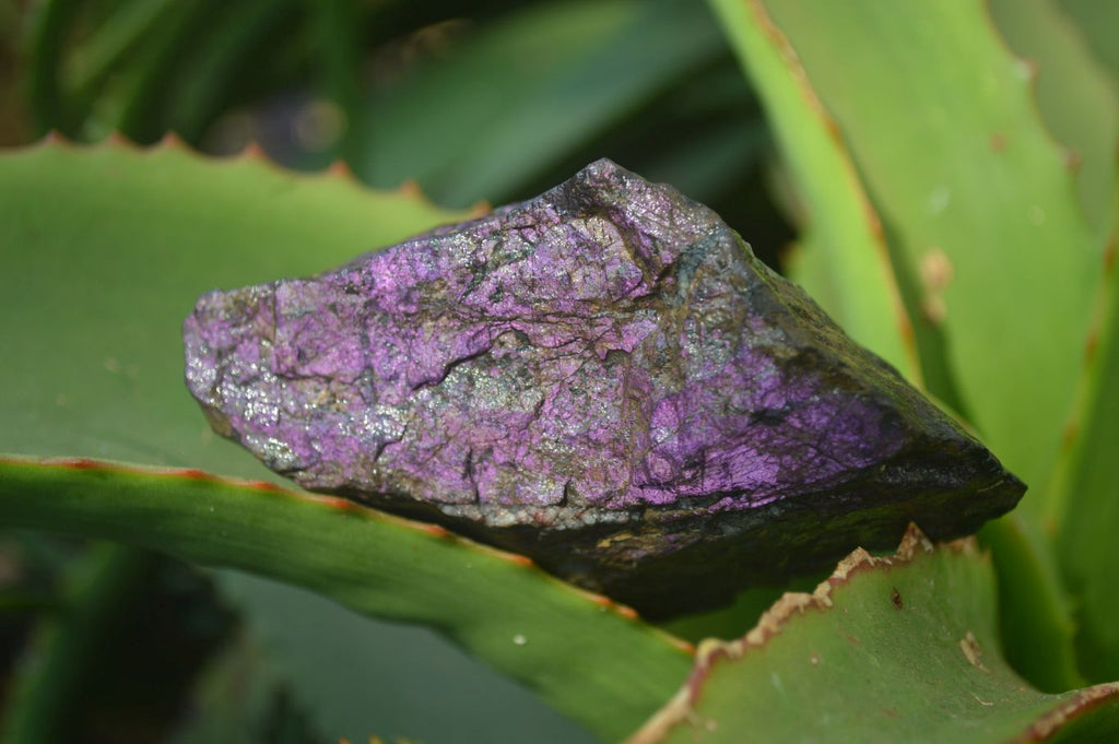 Natural Metallic Purpurite Cobbed Specimens x 5 From Erongo, Namibia - Toprock Gemstones and Minerals 