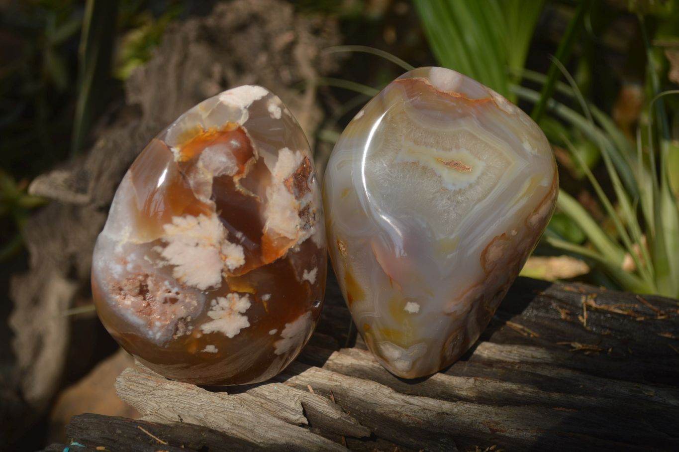 Polished Flower Agate Standing Free Forms x 2 From Madagascar - Toprock Gemstones and Minerals 