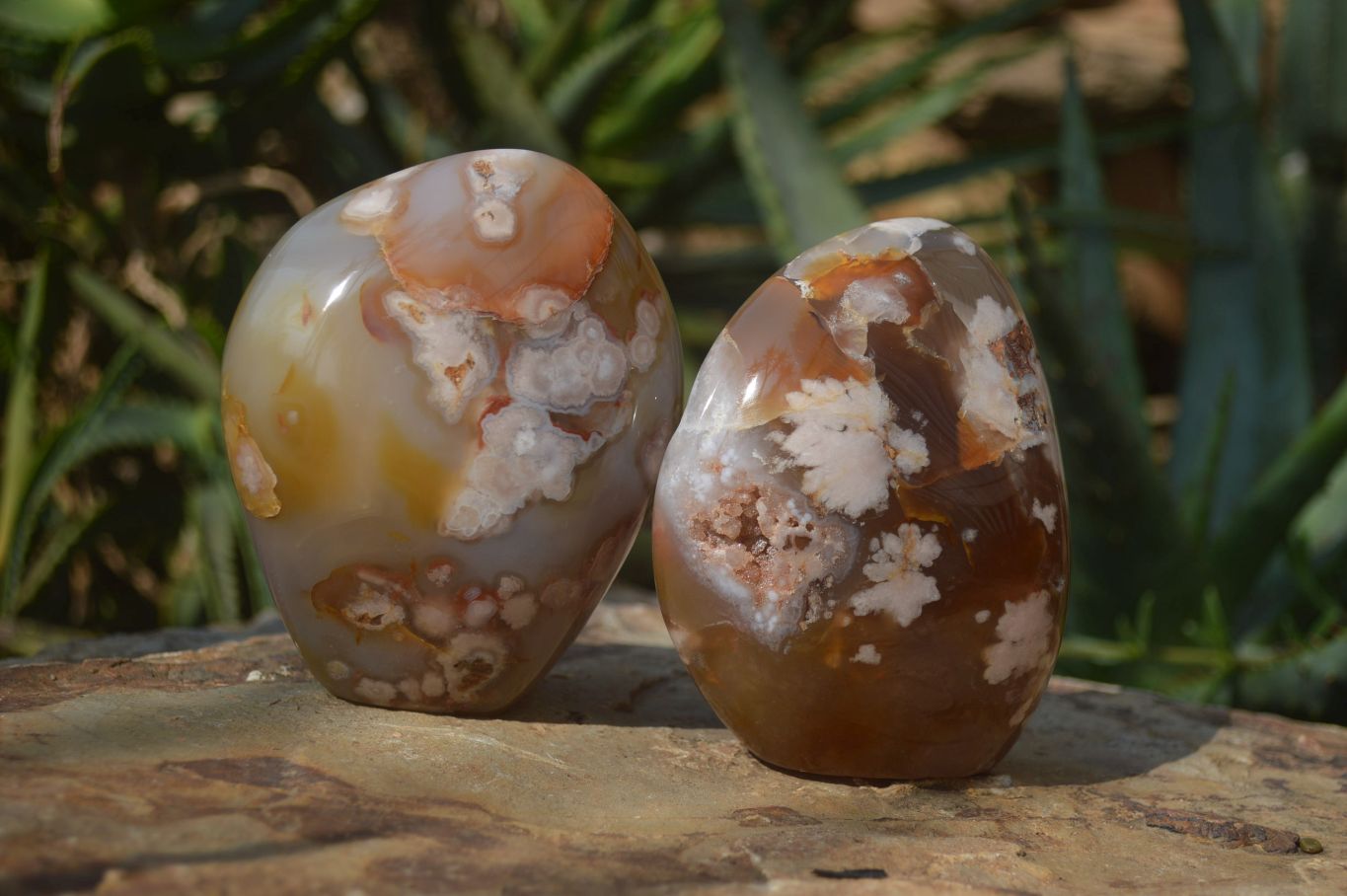 Polished Flower Agate Standing Free Forms x 2 From Madagascar - Toprock Gemstones and Minerals 