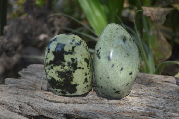 Polished Leopard Stone Standing Free Forms x 6 From Nyanga, Zimbabwe - Toprock Gemstones and Minerals 