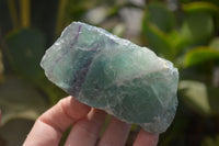 Natural Watermelon Fluorite Cobbed Specimens x 5 From Uis, Namibia - Toprock Gemstones and Minerals 