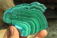 Polished Malacolla Slices x 6 From Kalukundi Mine, Congo