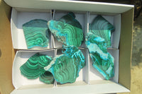 Polished Malacolla Slices x 6 From Kalukundi Mine, Congo
