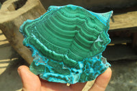 Polished Malacolla Slices x 6 From Kalukundi Mine, Congo