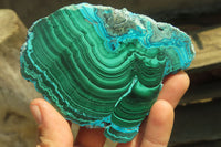 Polished Malacolla Slices x 6 From Kalukundi Mine, Congo