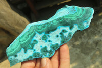 Polished Malacolla Slices x 6 From Kalukundi Mine, Congo