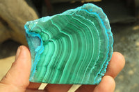 Polished Malacolla Slices x 6 From Kalukundi Mine, Congo