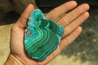 Polished Malacolla Slices x 6 From Kalukundi Mine, Congo