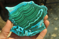 Polished Malacolla Slices x 6 From Kalukundi Mine, Congo