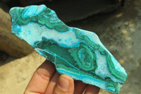Polished Malacolla Slices x 6 From Kalukundi Mine, Congo