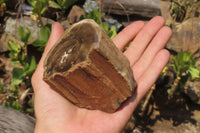Polished Petrified Wood Branch Pieces x 3 From Gokwe, Zimbabwe - Toprock Gemstones and Minerals 