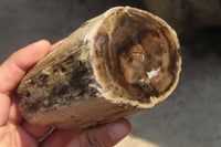 Polished Petrified Wood Branch Pieces x 3 From Gokwe, Zimbabwe - Toprock Gemstones and Minerals 