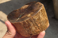Polished Petrified Wood Branch Pieces x 3 From Gokwe, Zimbabwe - Toprock Gemstones and Minerals 