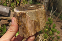 Polished Petrified Wood Branch Pieces x 3 From Gokwe, Zimbabwe - Toprock Gemstones and Minerals 