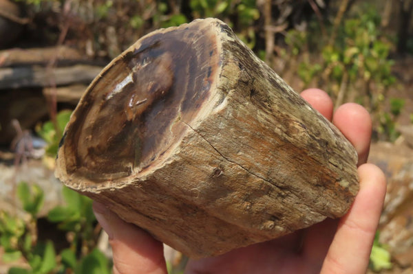 Polished Petrified Wood Branch Pieces x 3 From Gokwe, Zimbabwe - Toprock Gemstones and Minerals 