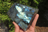Polished Labradorite Standing Free Form x 1 From Tulear, Madagascar - Toprock Gemstones and Minerals 