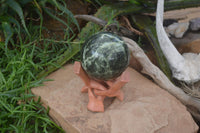 Polished Leopard Stone Sphere With Rosewood Stand x 2 From Zimbabwe - Toprock Gemstones and Minerals 