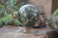 Polished Leopard Stone Sphere With Rosewood Stand x 2 From Zimbabwe - Toprock Gemstones and Minerals 