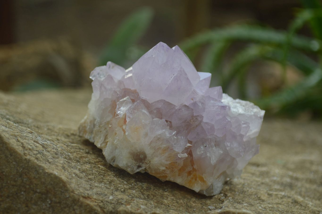 Natural Amethyst Cactus Flower Spirit Quartz Clusters x 6 From South Africa - Toprock Gemstones and Minerals 