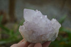 Natural Amethyst Cactus Flower Spirit Quartz Clusters x 6 From South Africa - Toprock Gemstones and Minerals 