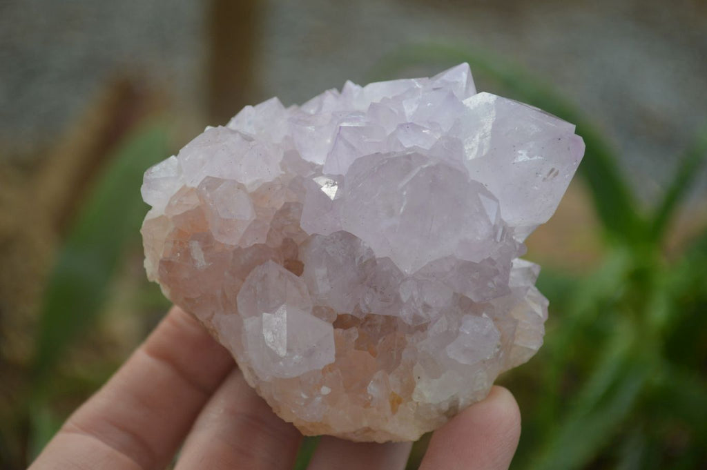 Natural Amethyst Cactus Flower Spirit Quartz Clusters x 6 From South Africa - Toprock Gemstones and Minerals 