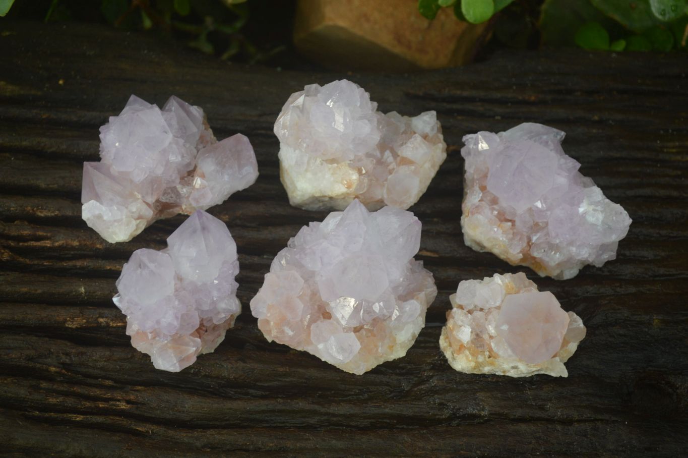 Natural Amethyst Cactus Flower Spirit Quartz Clusters x 6 From South Africa - Toprock Gemstones and Minerals 