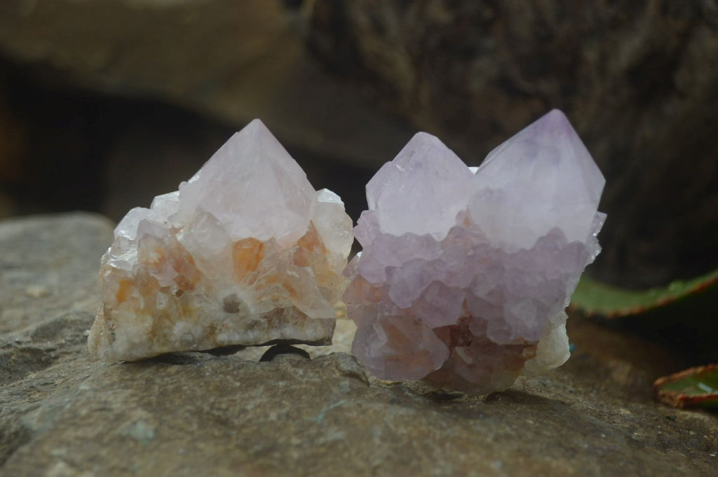 Natural Amethyst Cactus Flower Spirit Quartz Clusters x 6 From South Africa - Toprock Gemstones and Minerals 