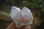 Natural Amethyst Cactus Flower Spirit Quartz Clusters x 6 From South Africa - Toprock Gemstones and Minerals 
