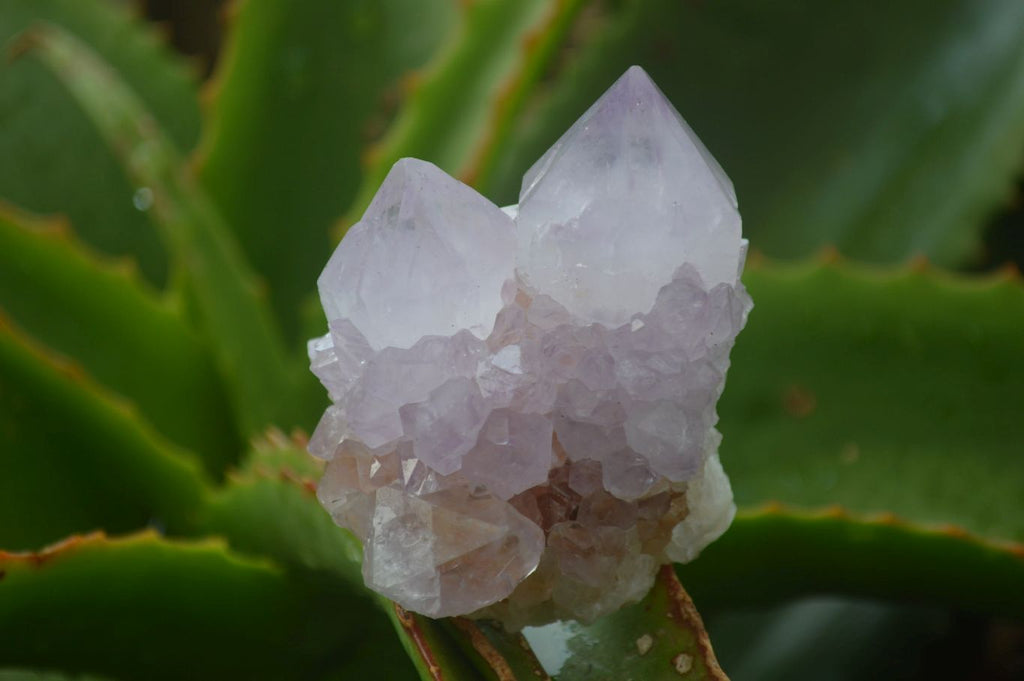 Natural Amethyst Cactus Flower Spirit Quartz Clusters x 6 From South Africa - Toprock Gemstones and Minerals 