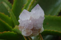 Natural Amethyst Cactus Flower Spirit Quartz Clusters x 6 From South Africa - Toprock Gemstones and Minerals 