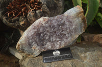 Natural Zululand Amethyst Geode Plate Specimens x 2 from Jozini, South Africa - Toprock Gemstones and Minerals 