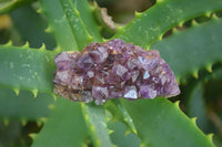 Natural Amethystos Amethyst Specimens x 70 From Kwaggafontein, South Africa - Toprock Gemstones and Minerals 