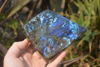 Polished Labradorite Standing Free Form x 1 From Tulear, Madagascar - Toprock Gemstones and Minerals 
