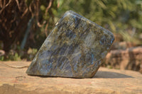 Polished Labradorite Standing Free Form x 1 From Tulear, Madagascar - Toprock Gemstones and Minerals 