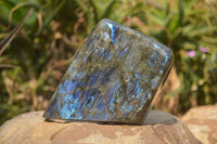 Polished Labradorite Standing Free Form x 1 From Tulear, Madagascar - Toprock Gemstones and Minerals 