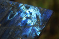 Polished Labradorite Standing Free Form x 1 From Tulear, Madagascar - Toprock Gemstones and Minerals 