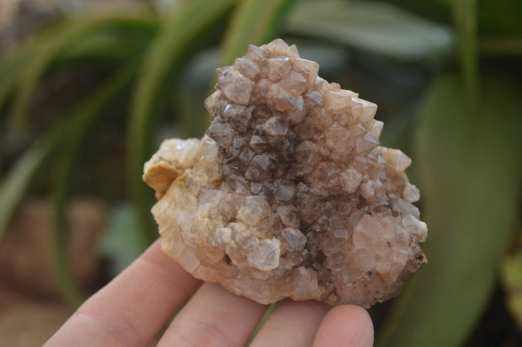 Natural Drusy Quartz Coated Calcite Pseudomorph Specimens x 12 From Lesotho - Toprock Gemstones and Minerals 