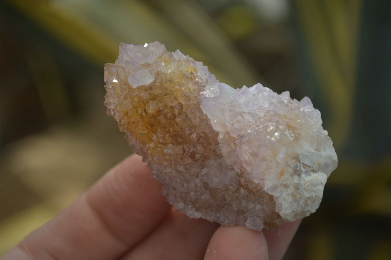 Natural Ametrine Spirit Quartz Crystals x 24 From Boekenhouthoek, South Africa - Toprock Gemstones and Minerals 