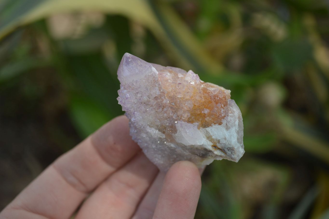 Natural Ametrine Spirit Quartz Crystals x 24 From Boekenhouthoek, South Africa - Toprock Gemstones and Minerals 