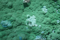 Natural Botryoidal Malacolla Specimens x 2 From Kulukuluku, Congo - Toprock Gemstones and Minerals 