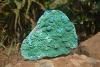 Natural Botryoidal Malacolla Specimens x 2 From Kulukuluku, Congo - Toprock Gemstones and Minerals 