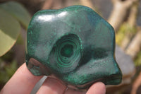 Polished Flower Banded Malachite Free Forms x 6 From Congo - Toprock Gemstones and Minerals 