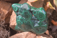 Polished Flower Banded Malachite Free Forms x 6 From Congo - Toprock Gemstones and Minerals 
