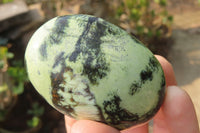 Polished Leopard Stone Palm Stones x 12 From Zimbabwe - Toprock Gemstones and Minerals 