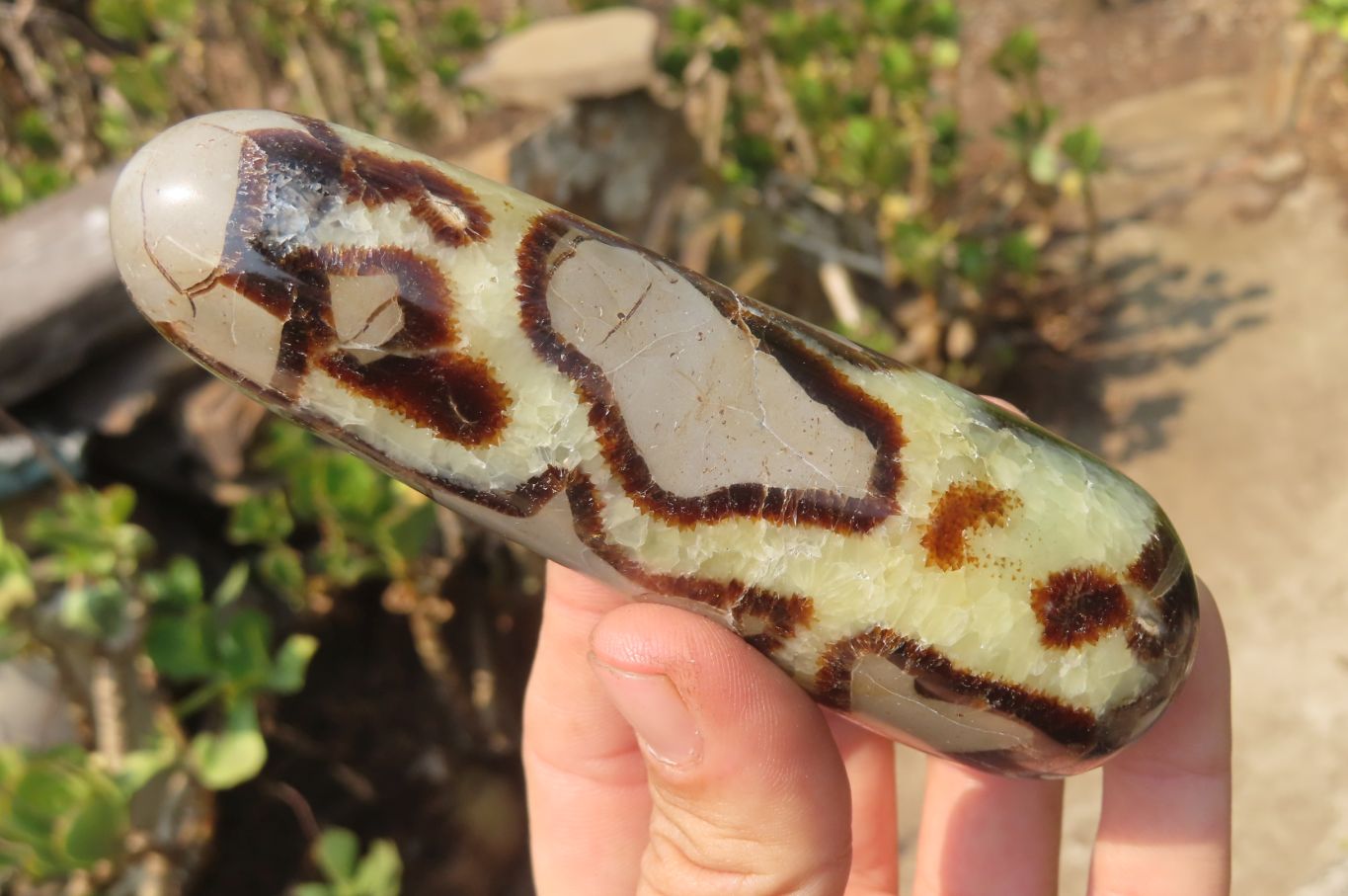 Polished Septerye Massage Wands x 6 From Madagascar - Toprock Gemstones and Minerals 