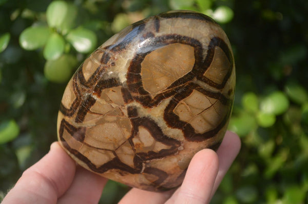 Polished Septerye Standing Free Forms x 3 From Mahajanga, Madagascar - Toprock Gemstones and Minerals 