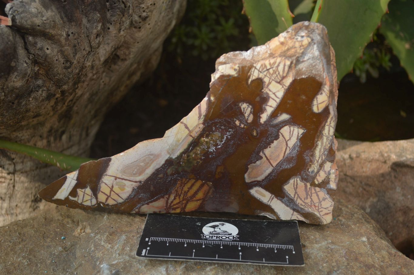 Polished On One Side Nguni Jasper Specimens x 2 From Prieska, South Africa - Toprock Gemstones and Minerals 