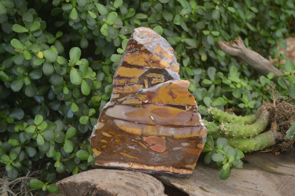 Polished On One Side Nguni Jasper Specimen x 1 From Prieska, South Africa - Toprock Gemstones and Minerals 