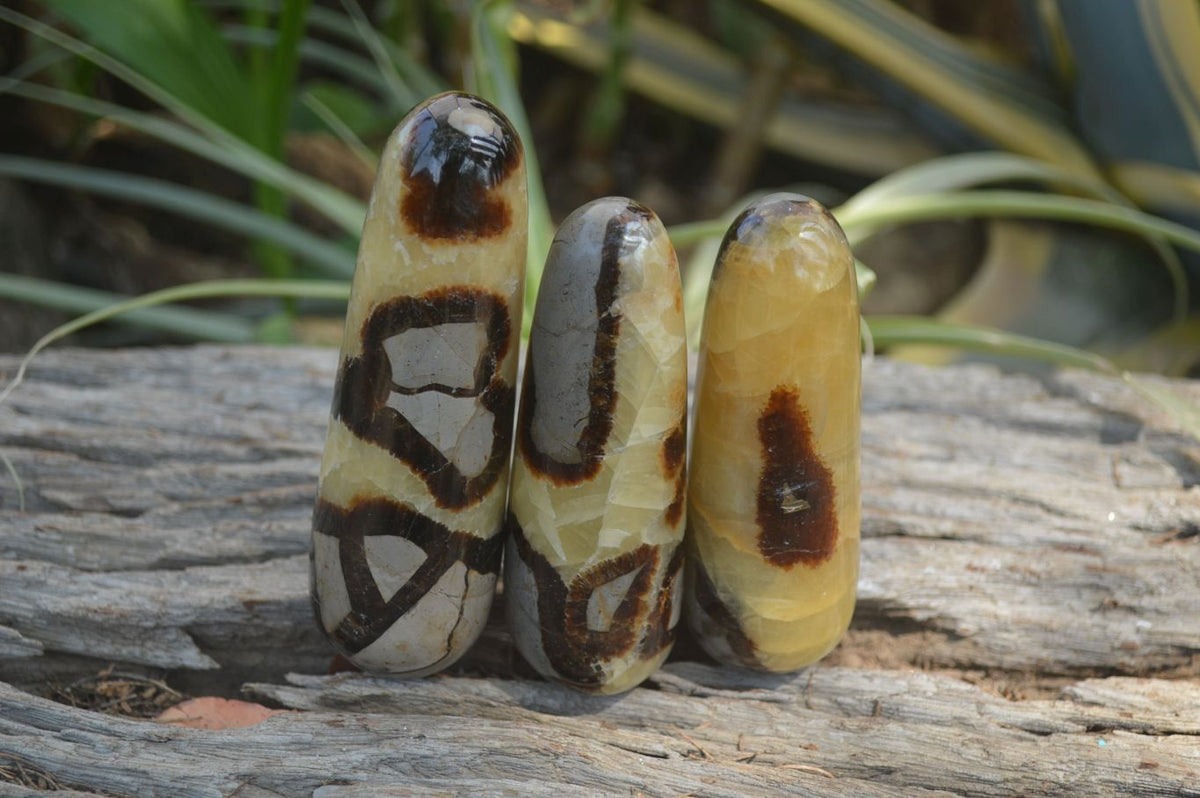 Polished Septerye Massage Wands x 6 From Madagascar - Toprock Gemstones and Minerals 