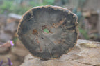 Polished Petrified Wood Slices x 6 From Gokwe, Zimbabwe - Toprock Gemstones and Minerals 